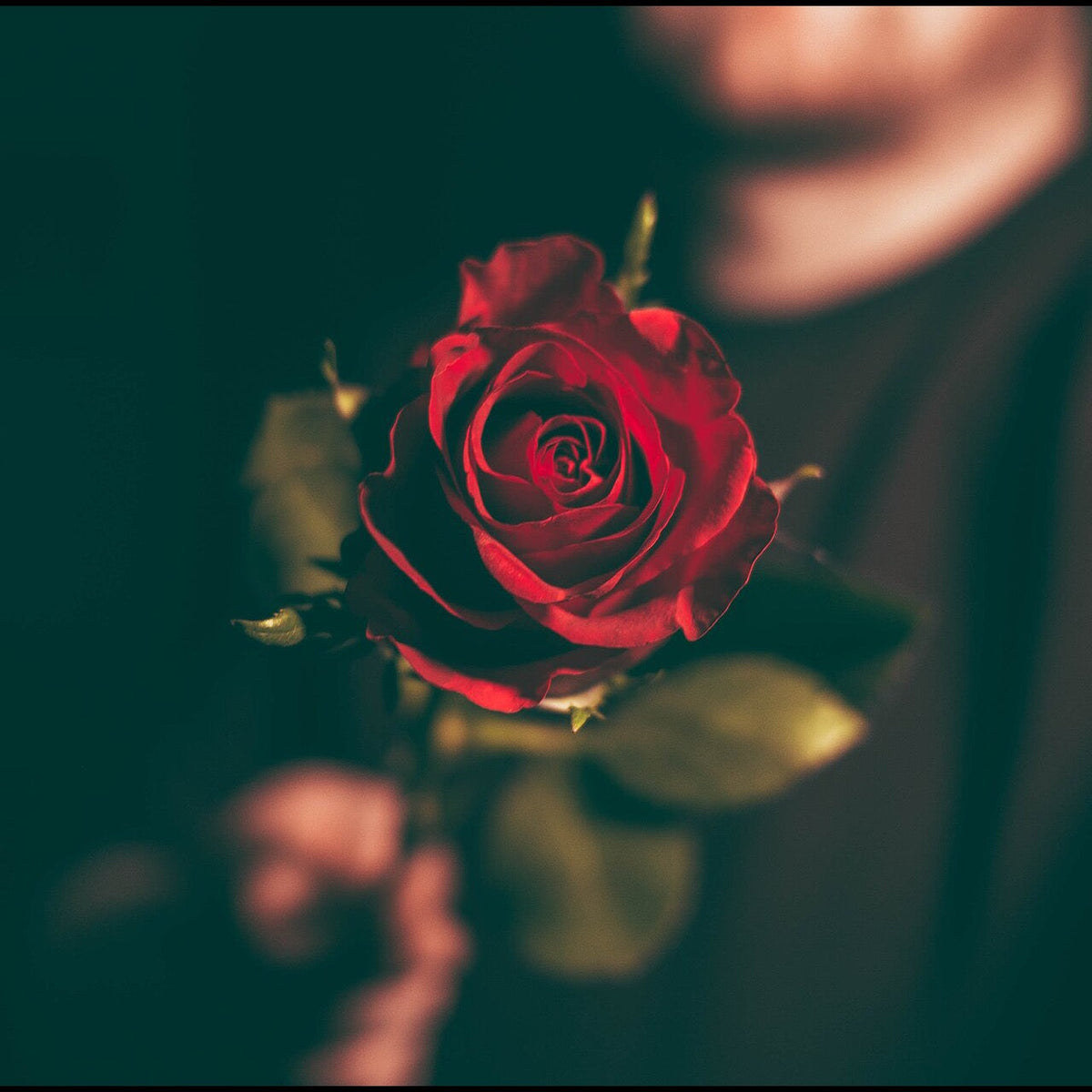 fleurs preservees