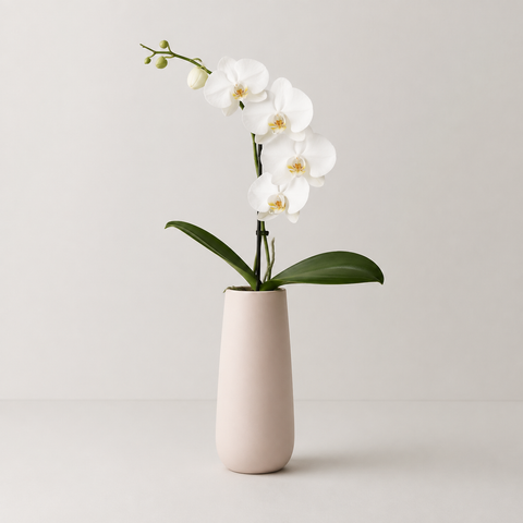 Orchidées