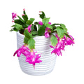 Cactus de noel