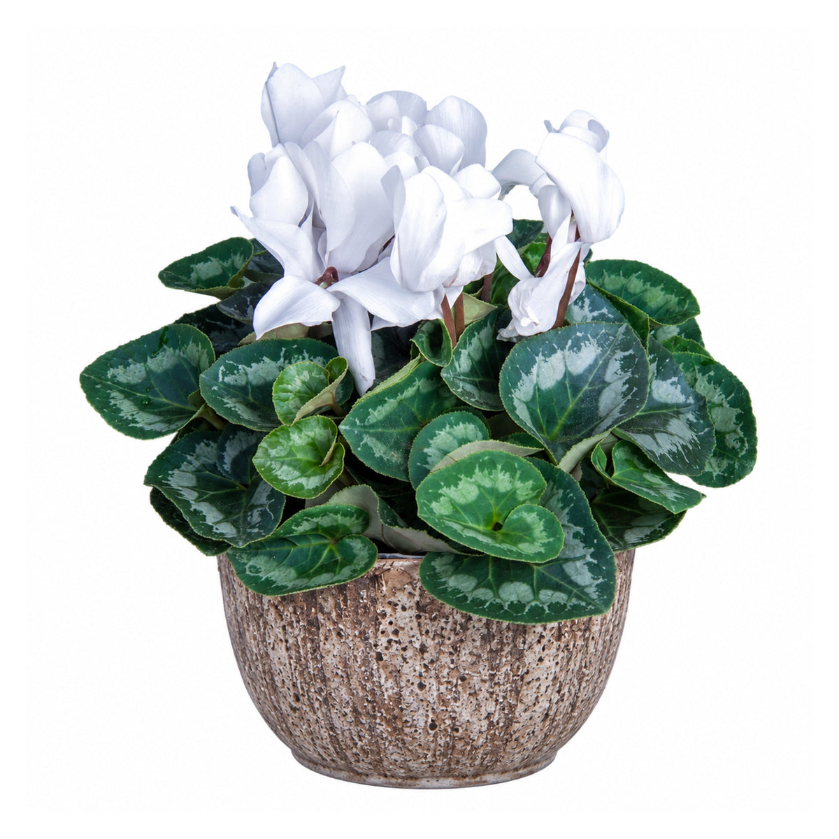 Cyclamen