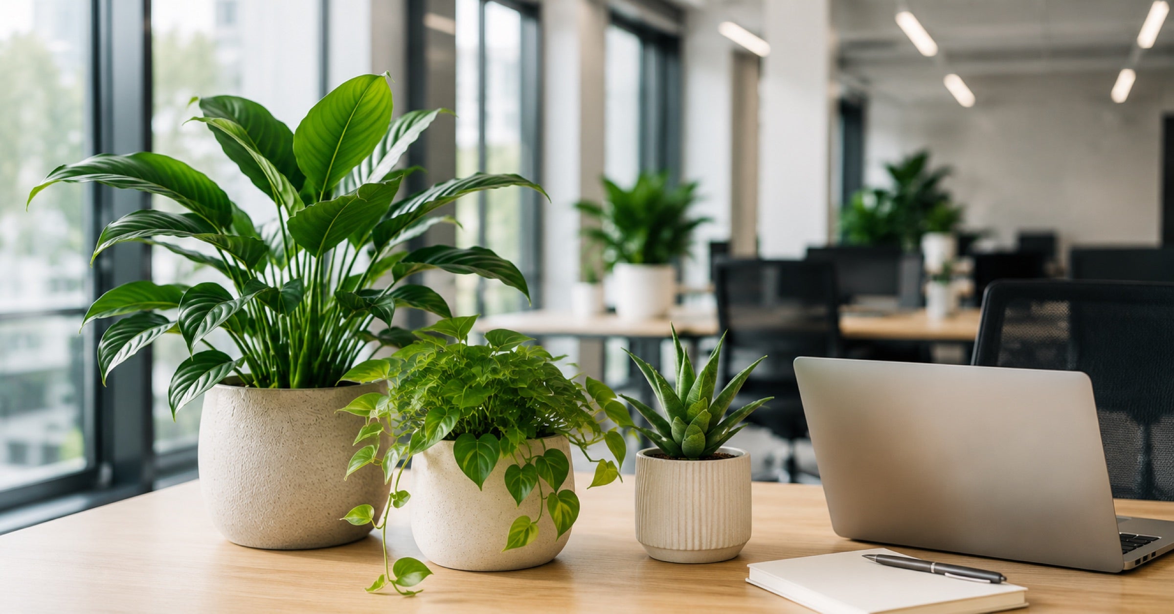 Plantes vertes en pots sur un bureau, dans un bureau lumineux