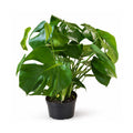 Monstera