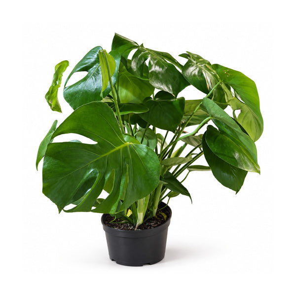 Monstera