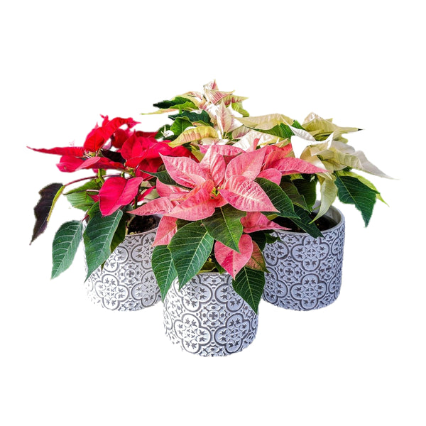Poinsettia