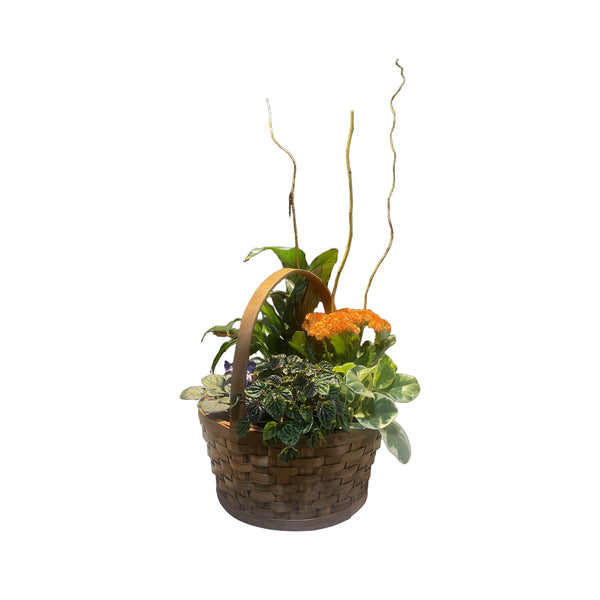 Panier de plantes