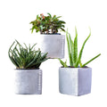Plante Grasse