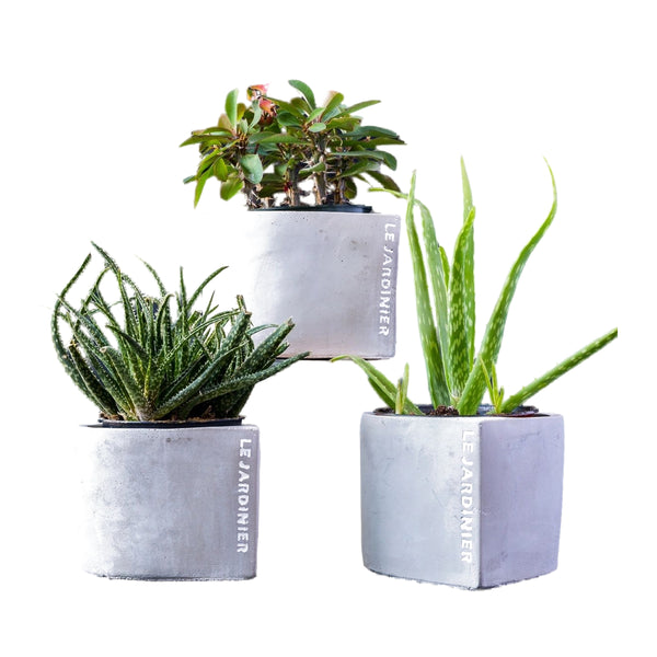 Plante Grasse