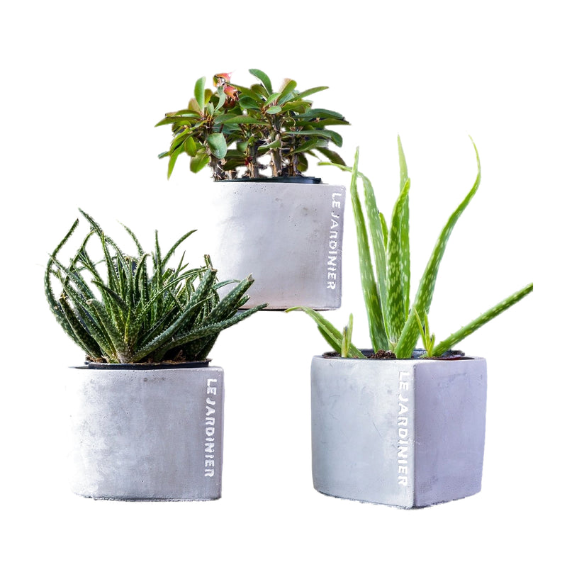 Plante grasse