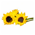 Tournesols