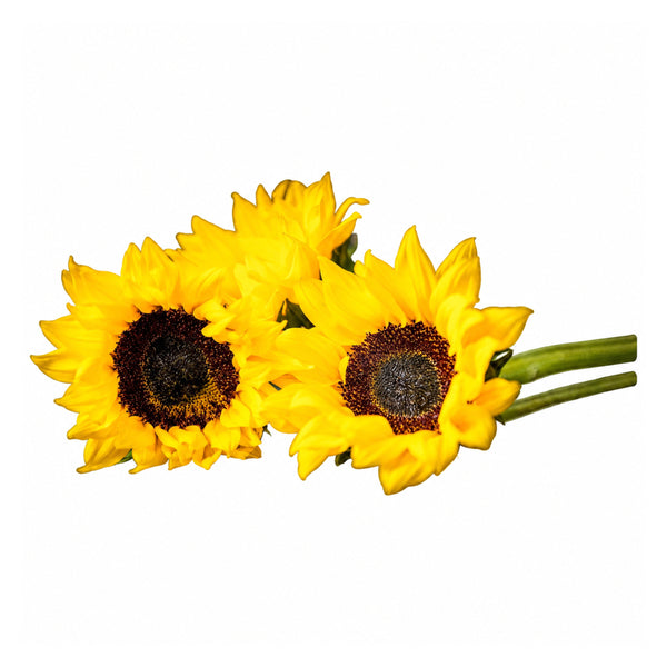 Tournesols